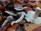 Bükki pereszke (Tricholoma sciodes), Budai-hegység